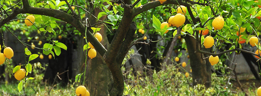 lemonetreefoolsgarden