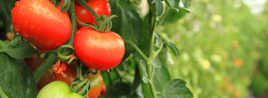 Tomate