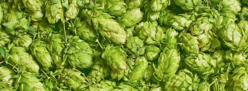 Hopfenblüten