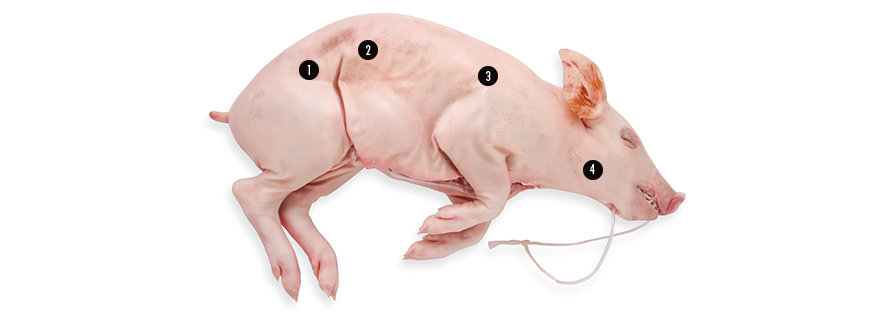 Luxus Schwein Luxus Schwein