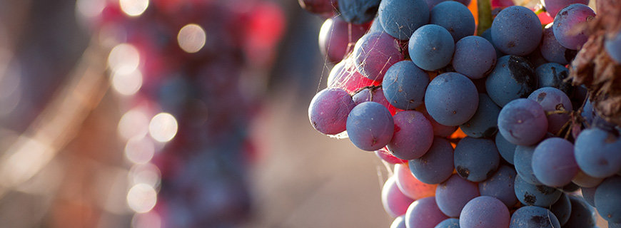 Weinrebe