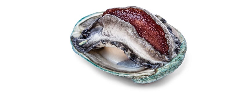 Abalone, die bekannteste Meeresschnecke