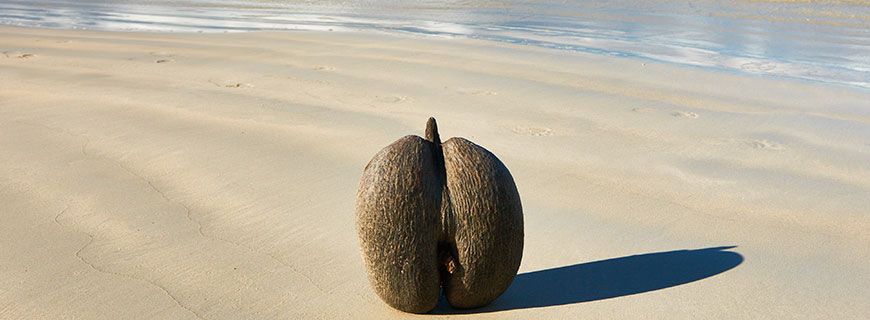 Coco de Mer