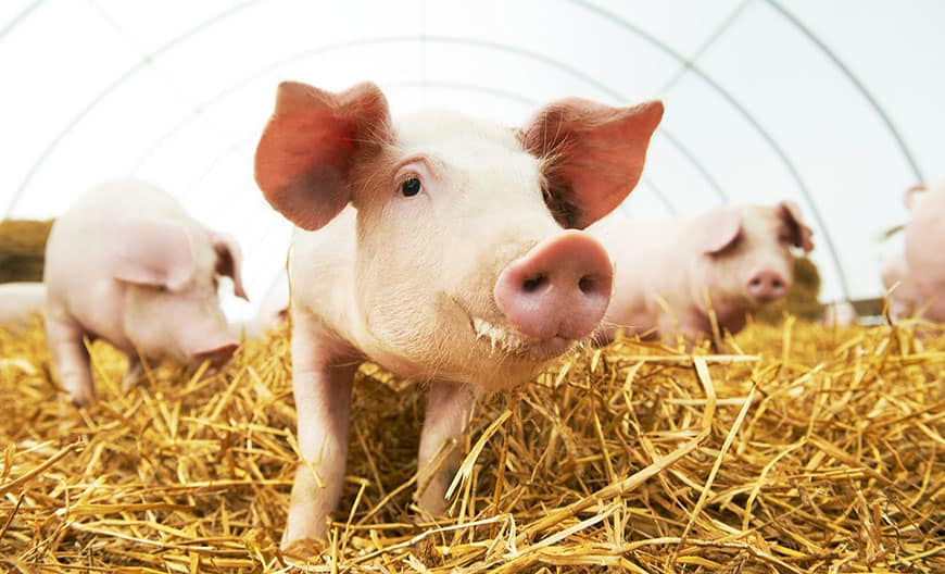 H_Schweine