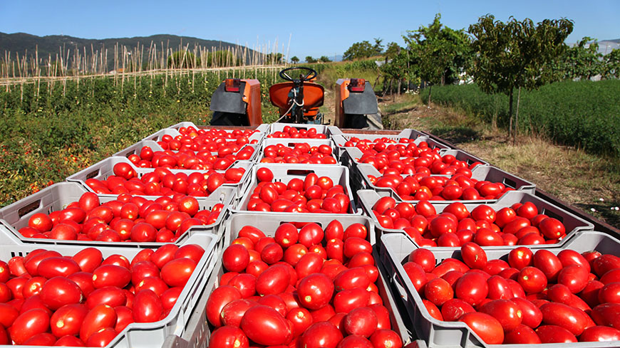 Tomatenernte