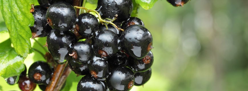 Schwarze Johannisbeeren
