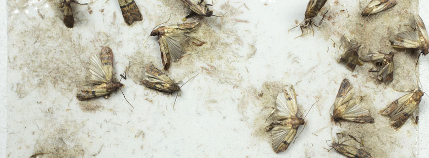 tote insekten