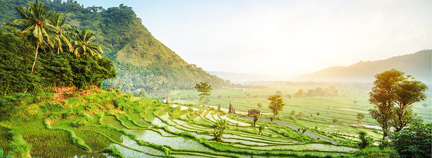 Reisfelder in Indonesien