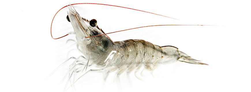 Krill 