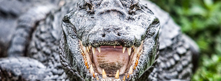 alligator-header