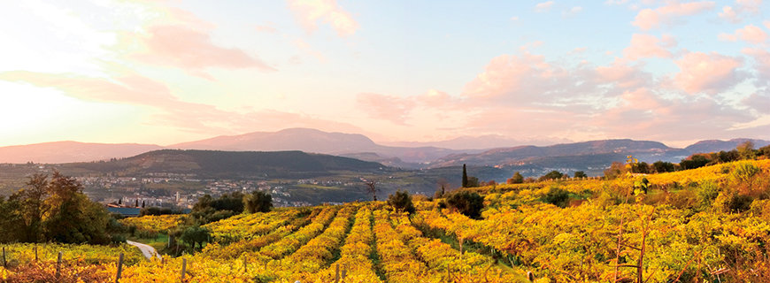 Amo Amarone- italienische Weinberge