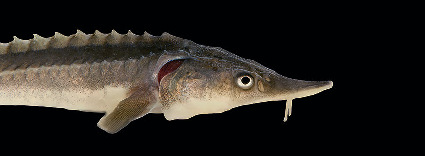 Stör 