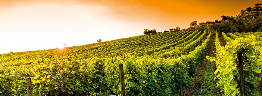 Weingärten von Veuve Clicquot Ponsardin