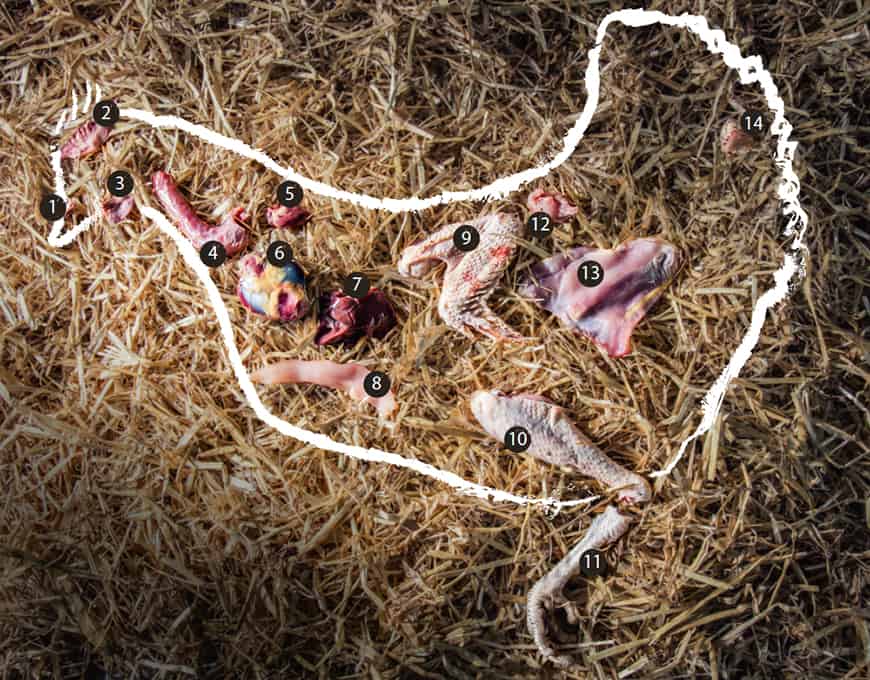 Chicken Chart Alle Cuts vom Huhn