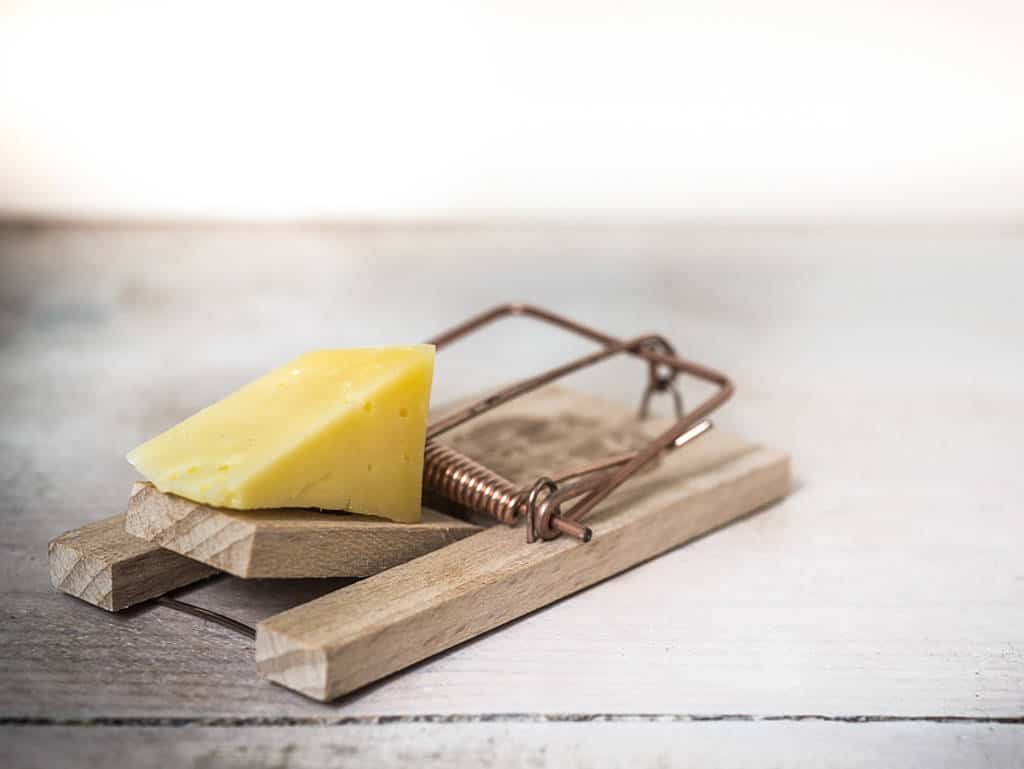 Wer nicht fragt, bleibt dumm, Käse