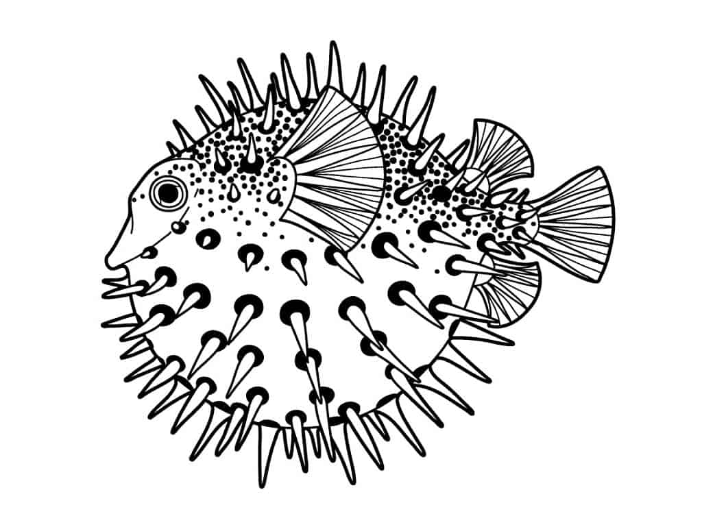 Kugelfisch