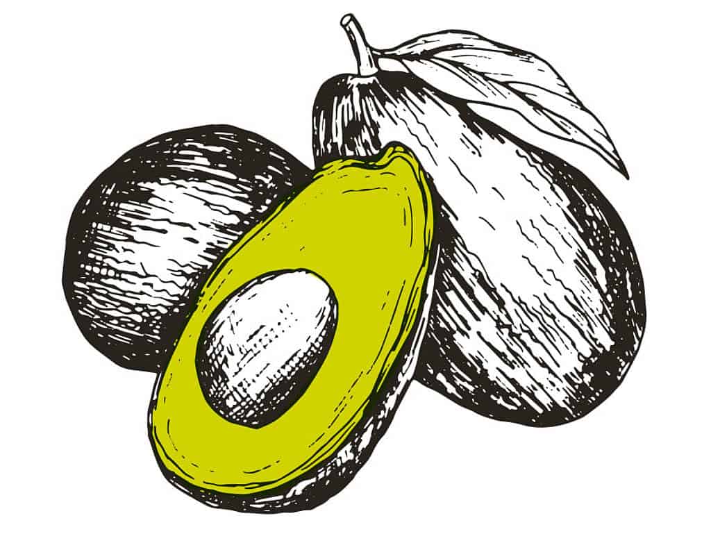 Wer nicht fragt, bleibt dumm! Avocado