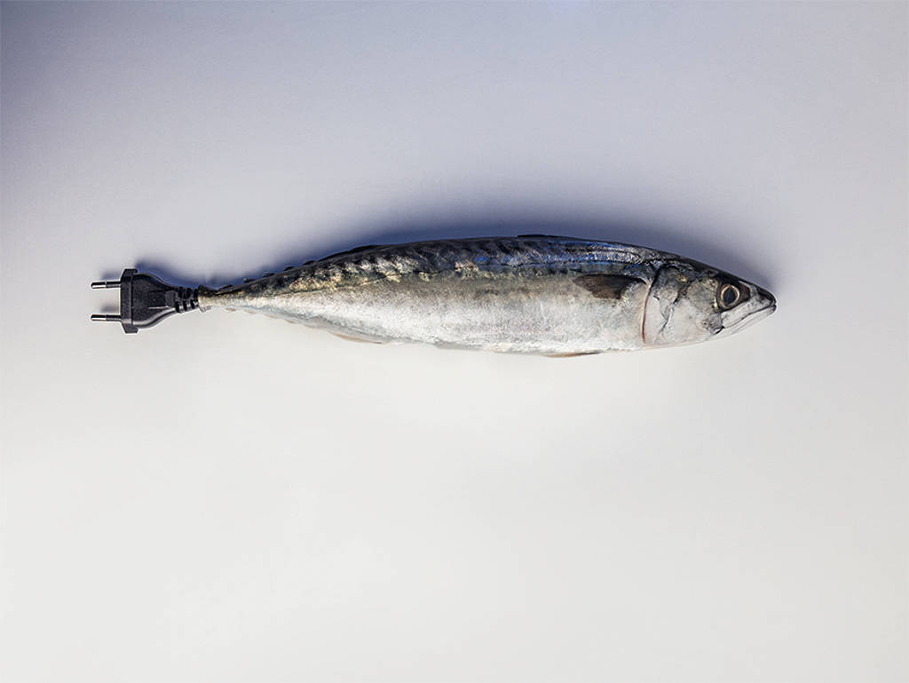 Aquaponik: Fische, die gegen den Strom schwimmen Aquaponik: Fische, die gegen den Strom schwimmen