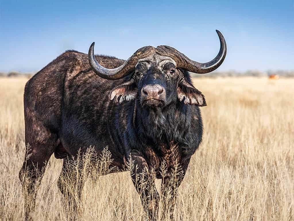 Büffel Büffel
