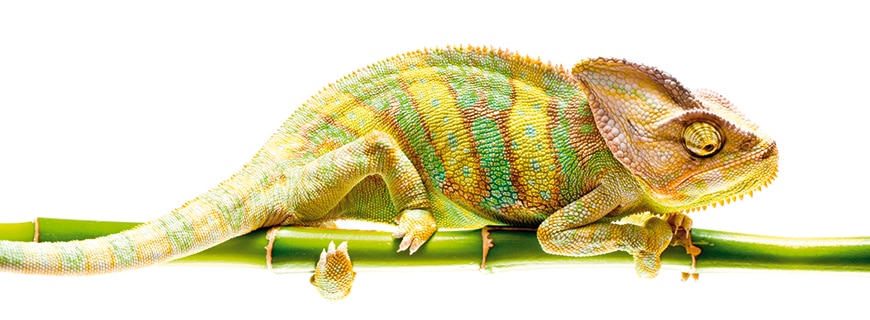 Chamäleon