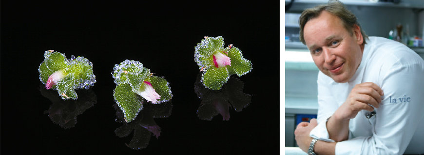  Microgemüse von Koppert Cress 