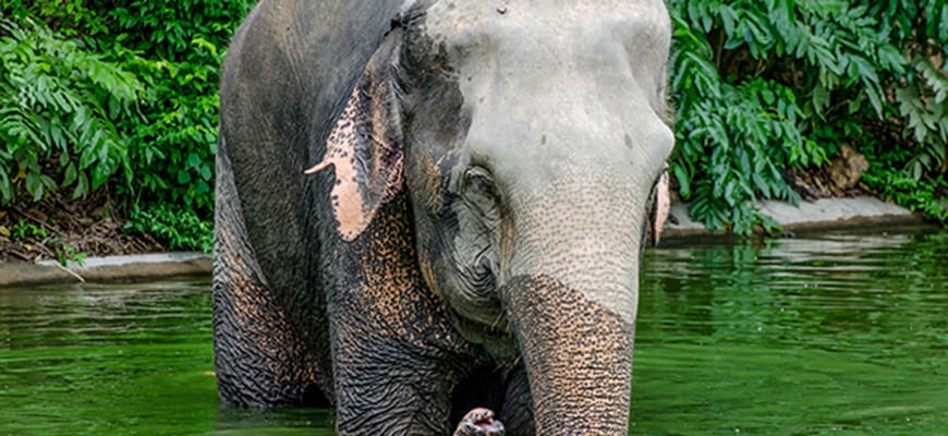 elefant
