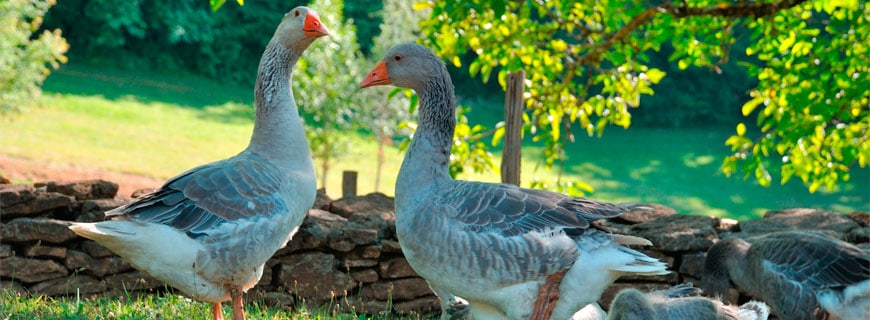Vogelgrippe sorgt für Aufregung in Frankreich Vogelgrippe sorgt für Aufregung in Frankreich