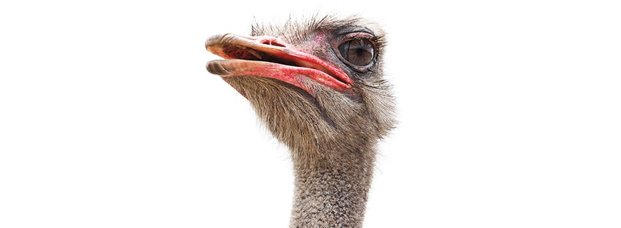 Vogelstrauss