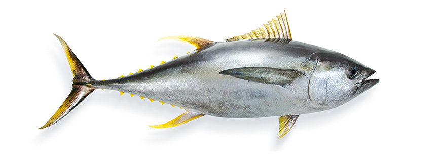 Gefährdete Fische Gelbflossen-Thunfisch
