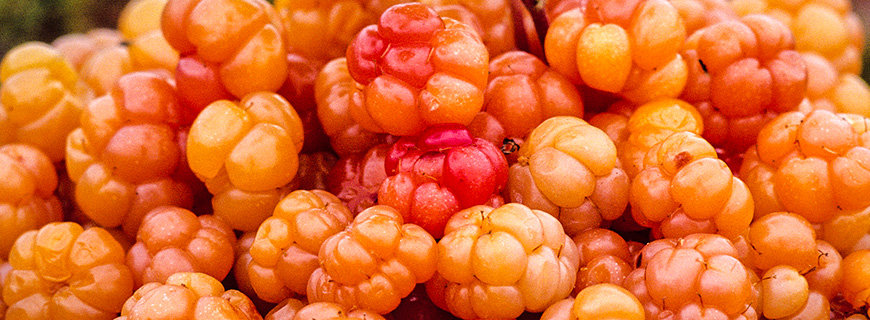 Moltebeeren