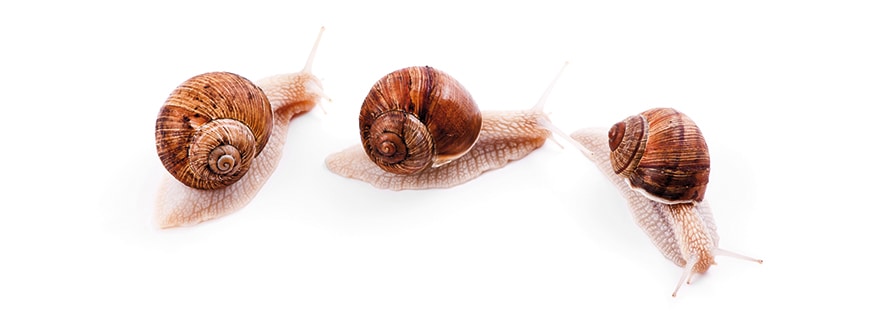 Schnecke