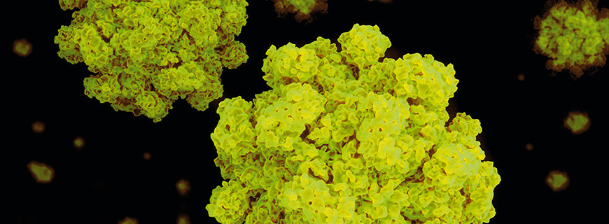 Norovirus 
