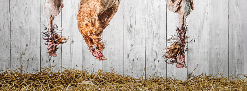 Alles übers Huhn