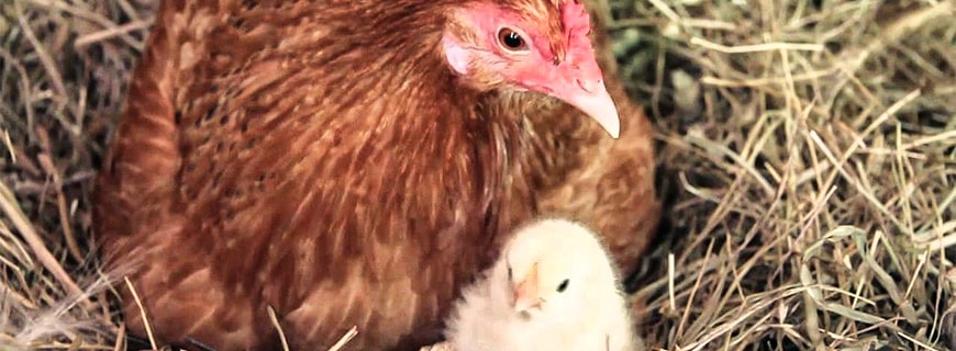 Hühnchen mit Küken