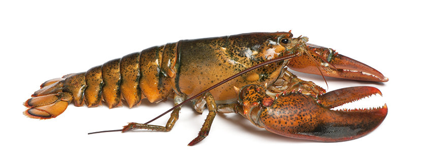 Der Hummer, Kaiser des Meeres