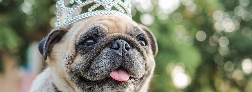 hund-header
