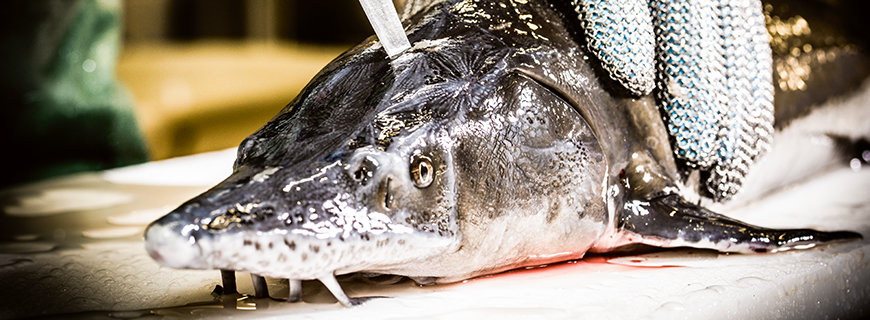 japanische Fischtötungs-Methode Ike Jime japanische Fischtötungs-Methode Ike Jime