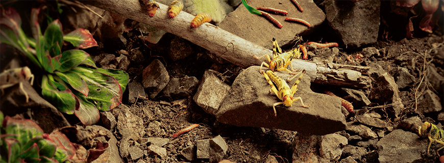 Insekten als Delikatesse