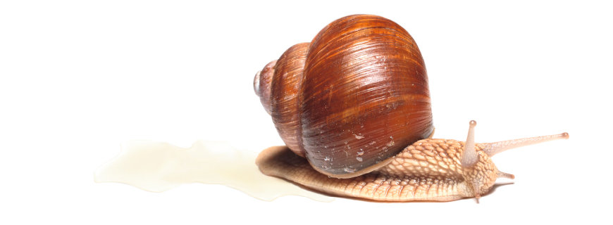 Schnecke Schnecke