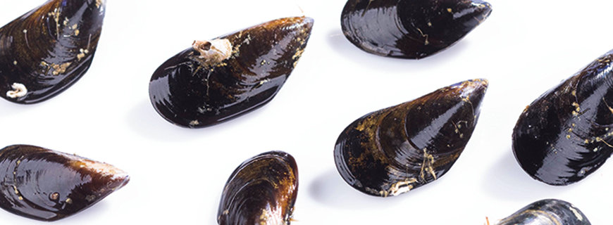 Miesmuscheln