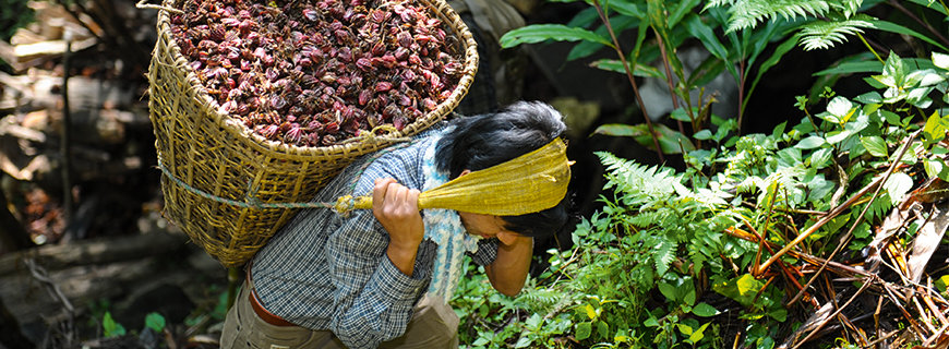 WIBERG in Nepal auf der Suche nach neuen Aromen