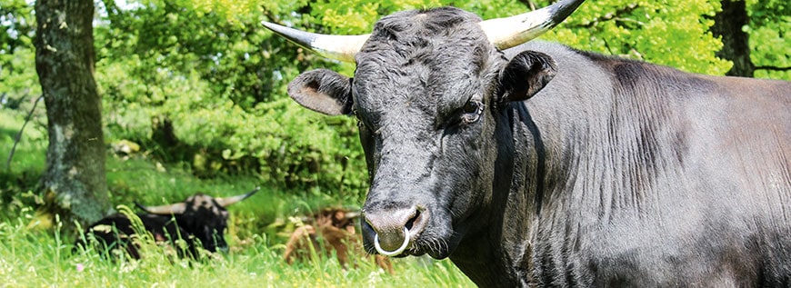 Wagyu Rind Luxusfleisch vom Wagyu Rind