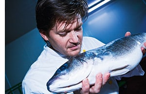Ein Koch riecht an einem Bio Fisch
