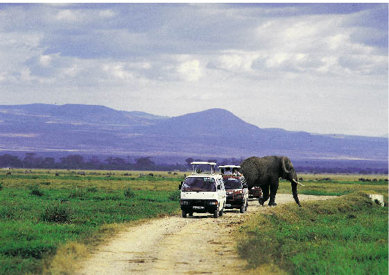 Safari in Südafrika, zwei Autos fahren einen Feldweg entlang während hinter ihnen ein elefant spazieren geht