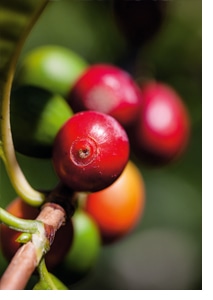 Unterstützung der Kaffeebauern 