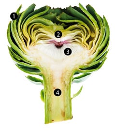 Artischocke