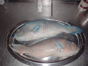 Papageienfisch