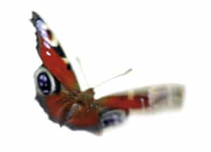 Schmetterling