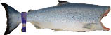 wilder Lachs im Ganzen 