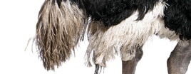 Haut & Federn eines Vogelstrausses